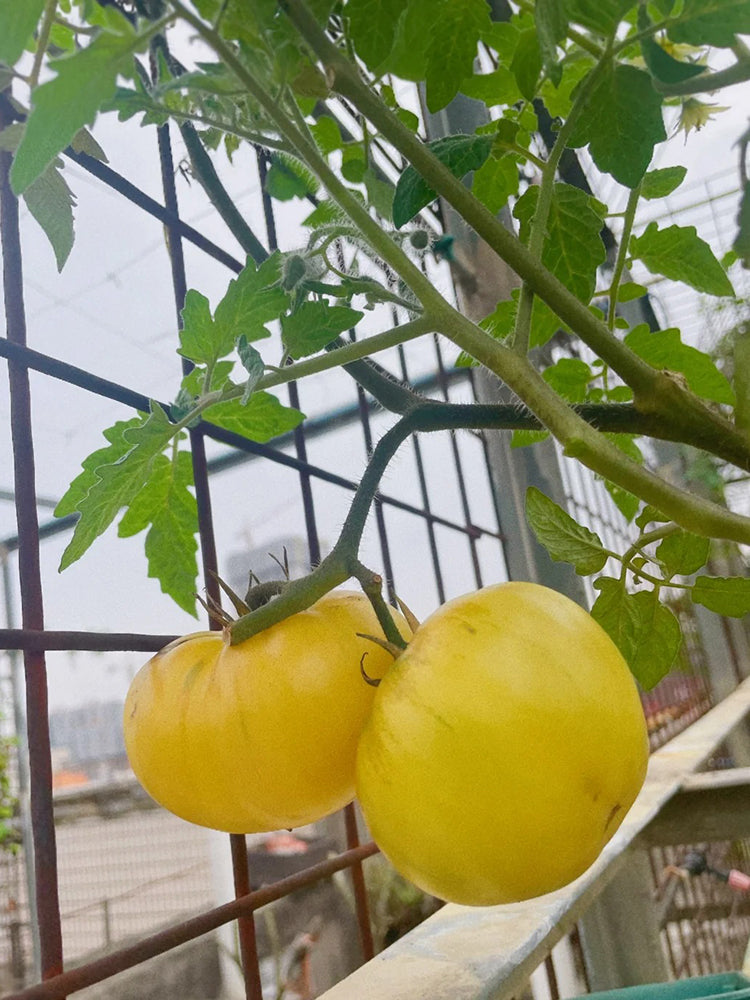 White Wax Tomato