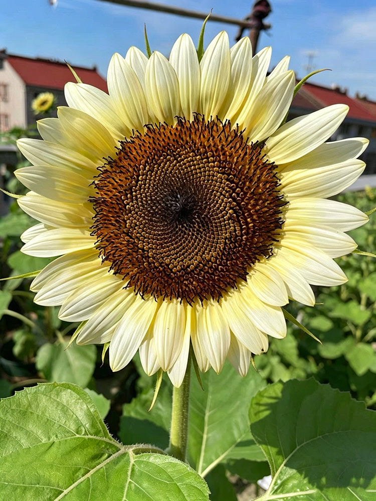 White Lover Sunflower