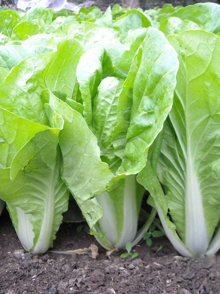 'Jiemei' Fast-growing Bok Choy