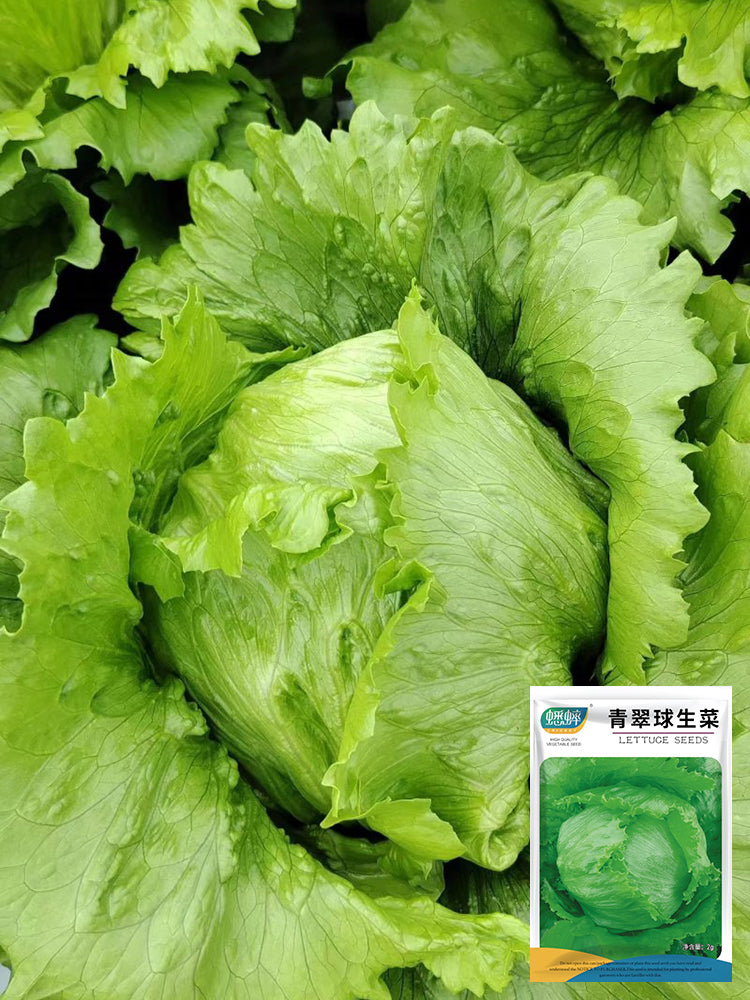 Green Ball Lettuce