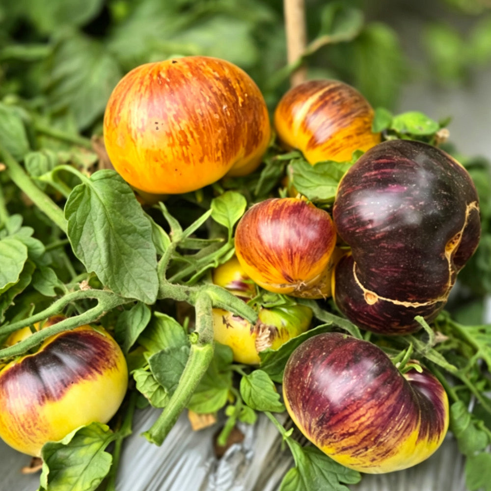 783 Dwarf Sun Queen Tomato