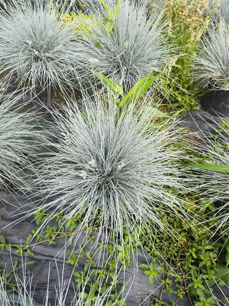Festuca glauca