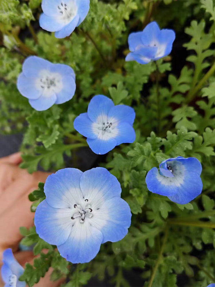 Hezhichun Baby Blue Eyes