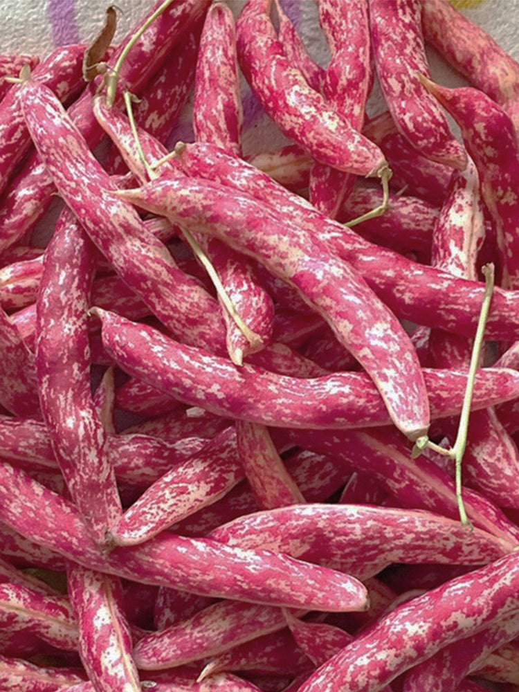 Dayu Red Golden Hook Snap Bean