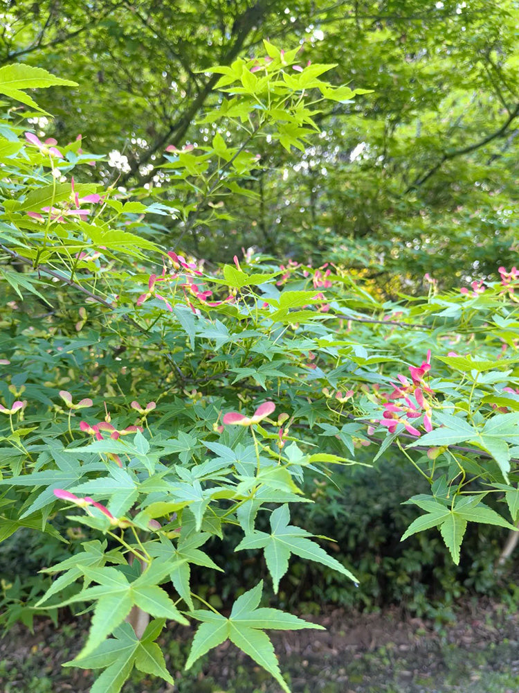 Shallow Lobed Green Leaf Japanese Maple