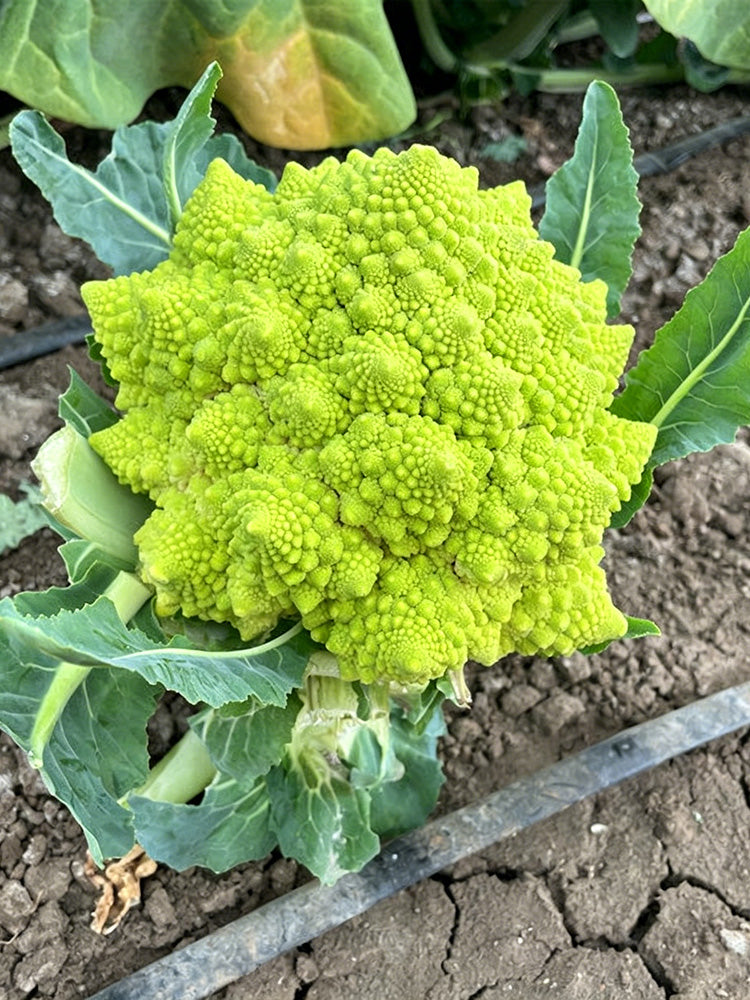Green Romanesco