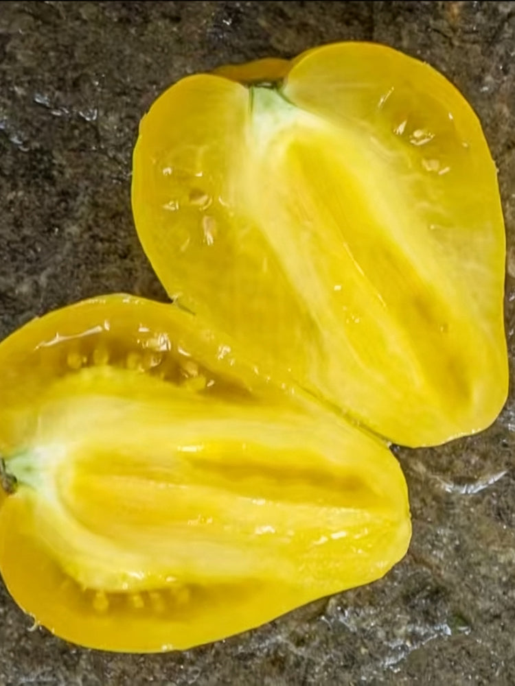 1036 Dwarf Lemon Ice Tomato