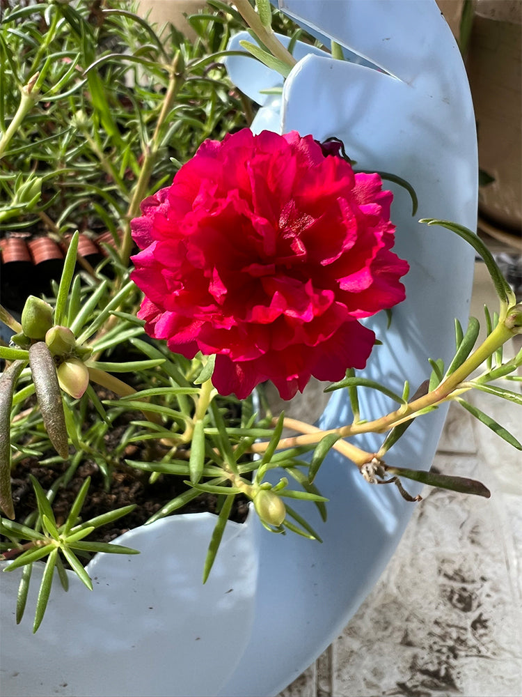 Hezhichun Red Moss-Rose Purslane