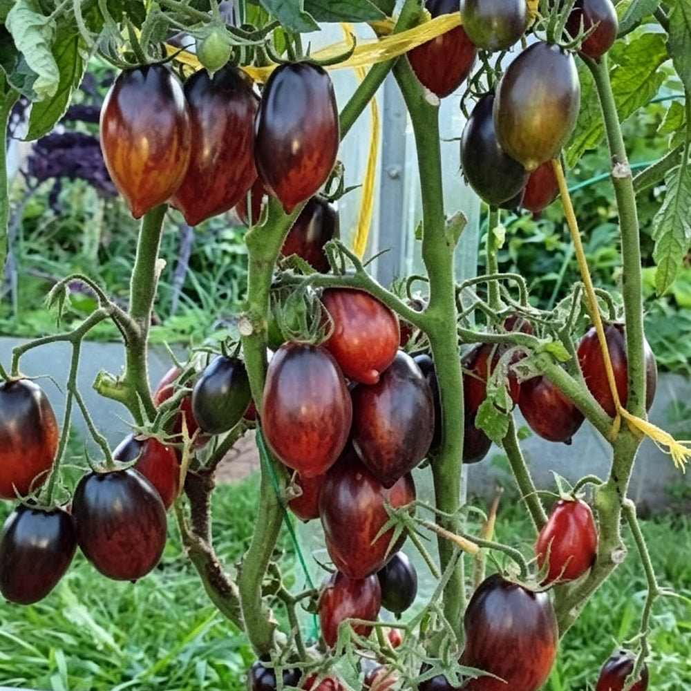 780 Dwarf Tai Chi Tomato