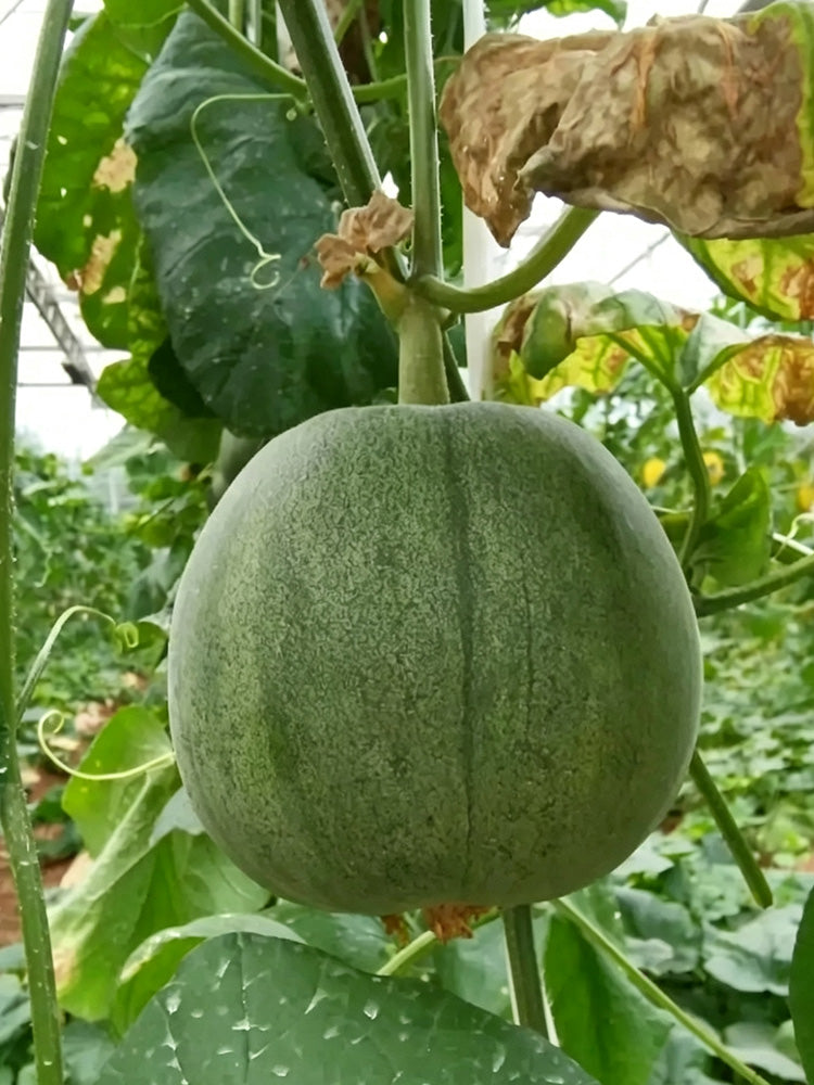 Xin Meiyu F1 Melon