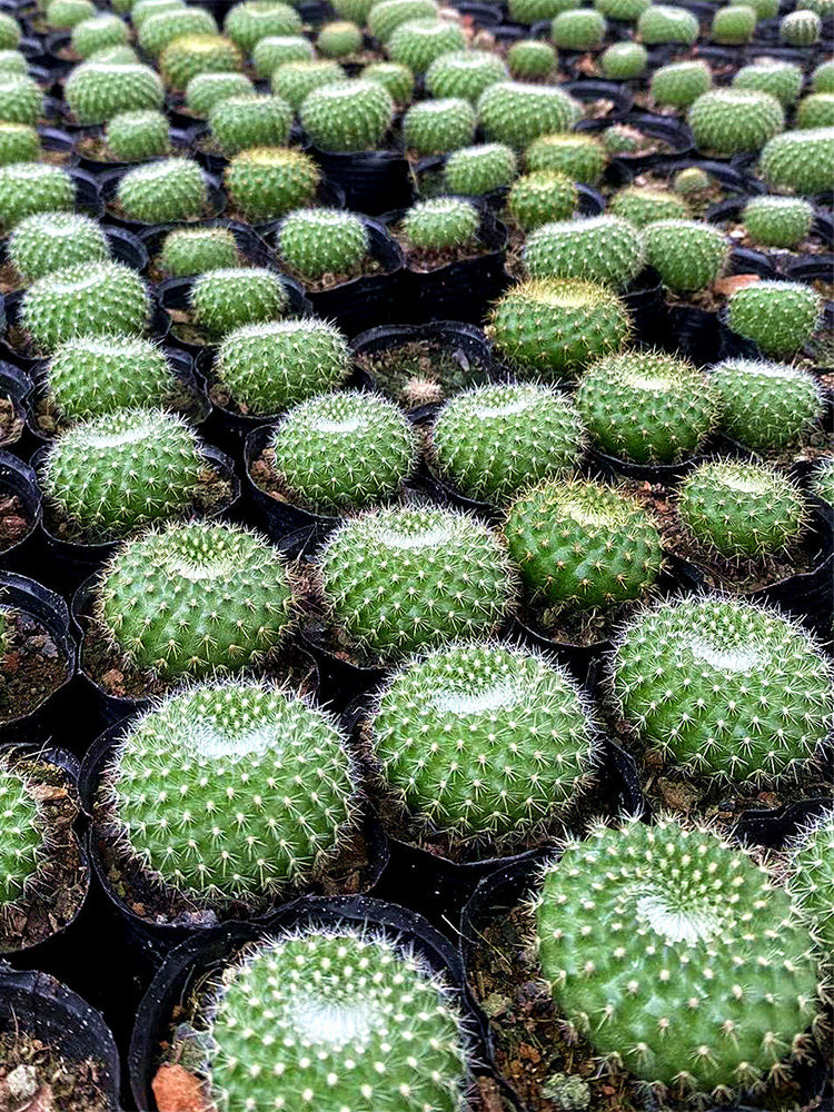 Parodia haselbergii subsp. graessneri 'Green'