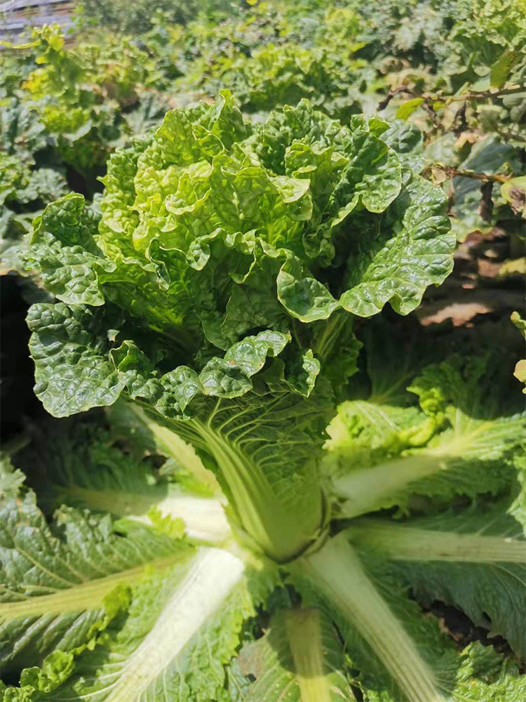 'Cuiqing 55' Qingmaye Chinese Cabbage