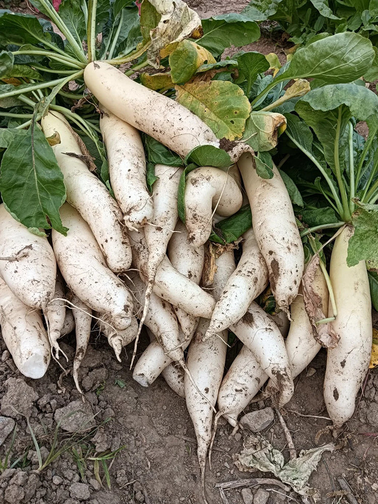 'Zao Luobo No. 13' White Radish