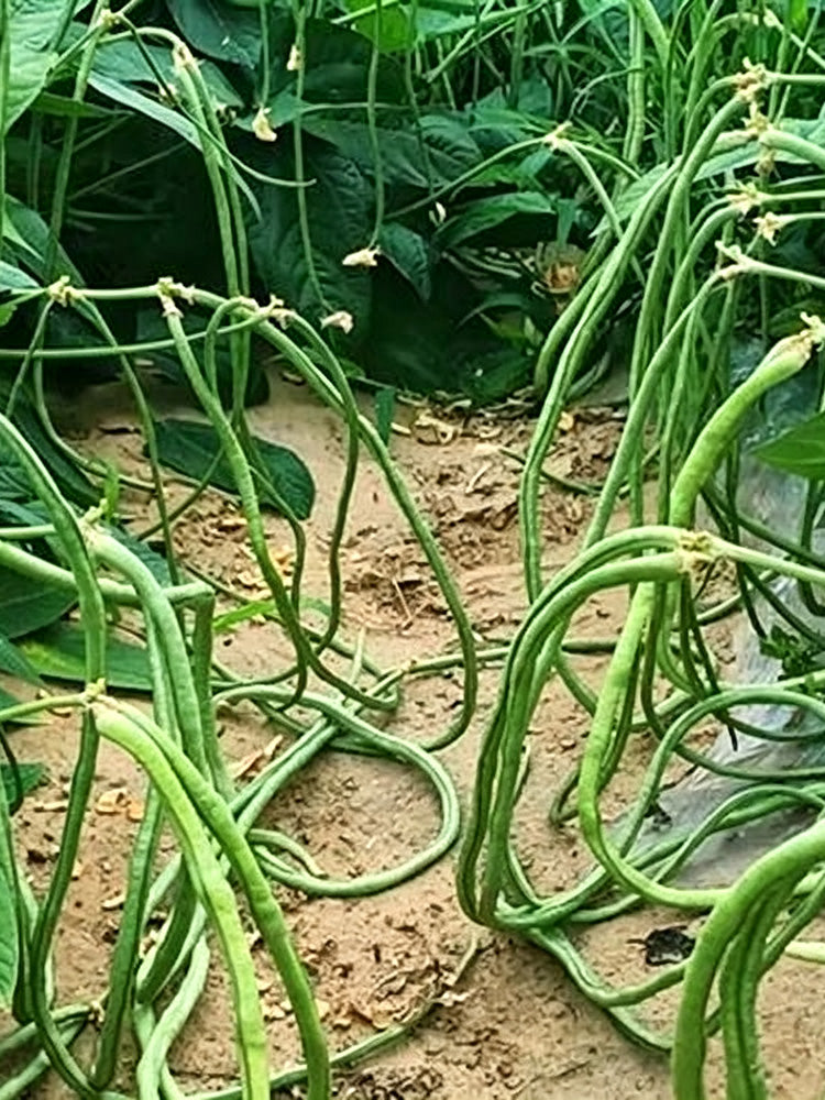 Zhengjiang Dwarf Bush Yardlong Bean