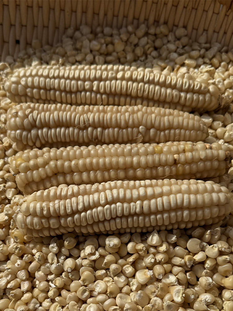 'White Horse Tooth' Corn