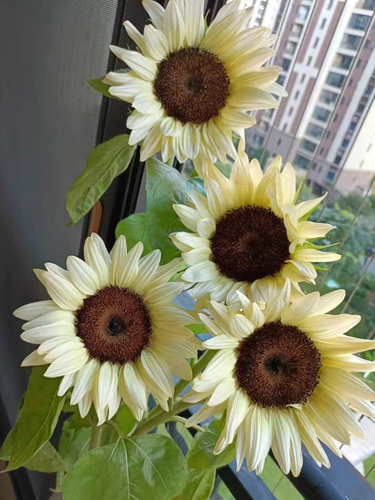 'White Lover' Sunflower