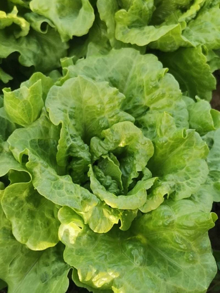 Year-Round Slow-Bolting Lettuce King