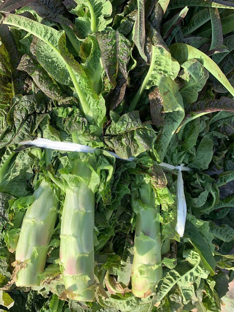 'Jiemei' Red Celtuce