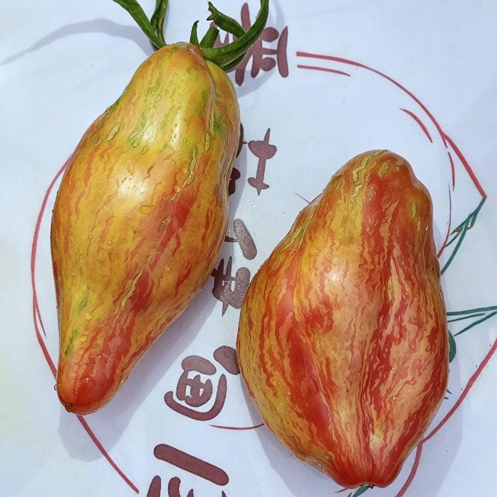 613 Tulip Tomato