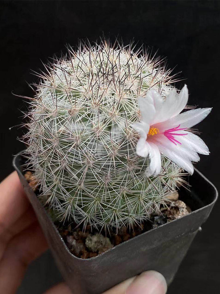 Mammillaria albicans