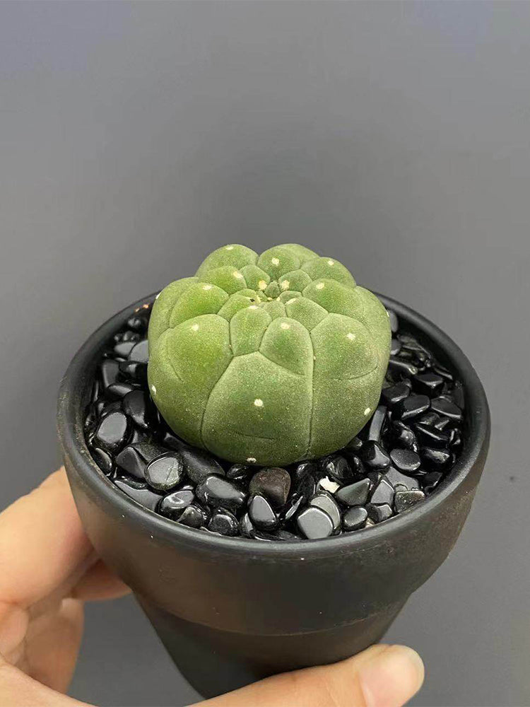 Matucana madisoniorum