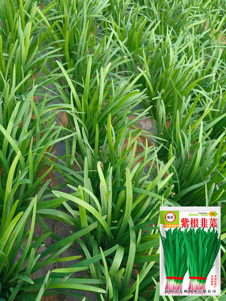 Purple Root Chinese Chives