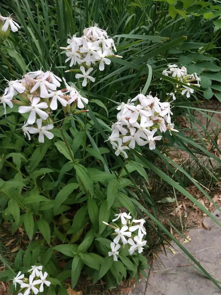 Bouncing Bet (Saponaria officinalis L.)