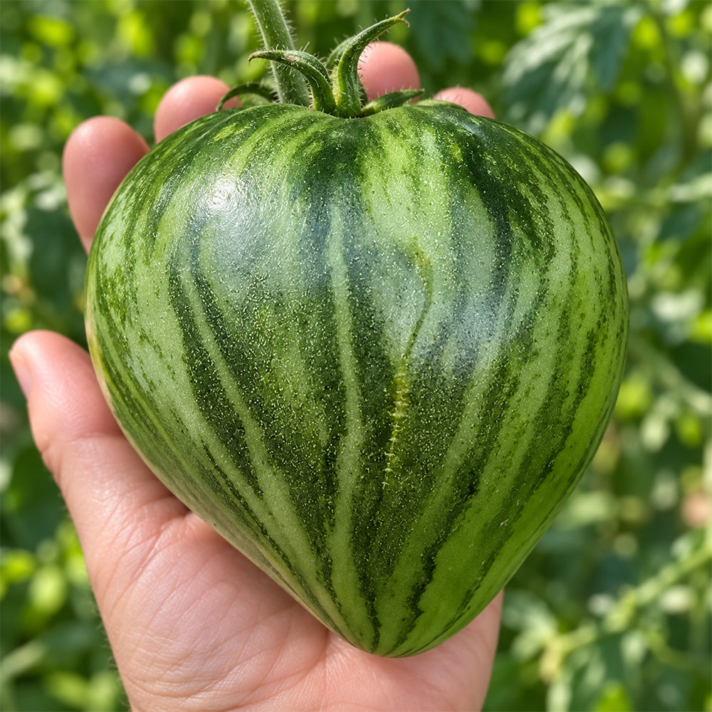 394 Fokusnik Tomato