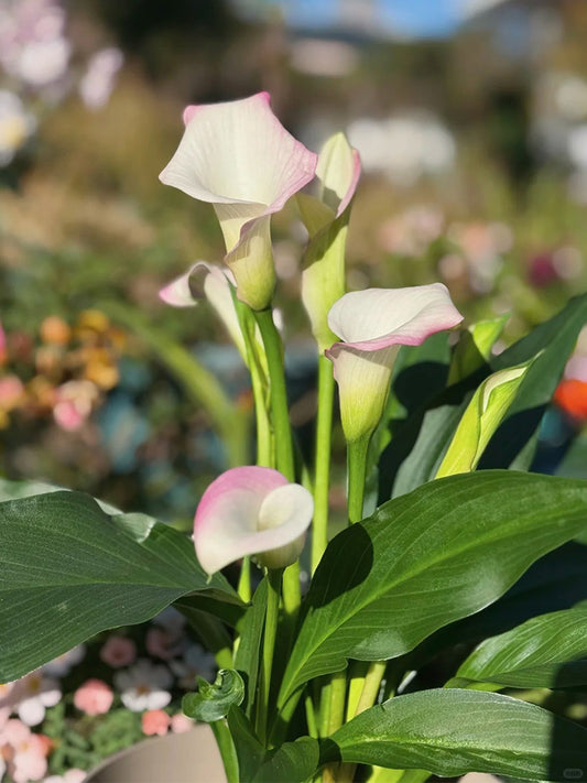 'Sweet Art' Calla Lily