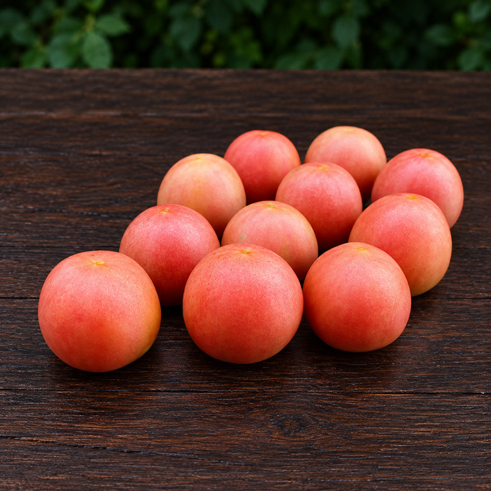 468 Dwarf Bushy Chabarovsky Tomato