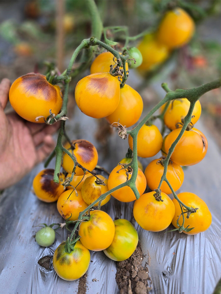 Pineapple Blue Pear Tomato