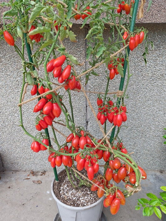 Sarandino Tomato