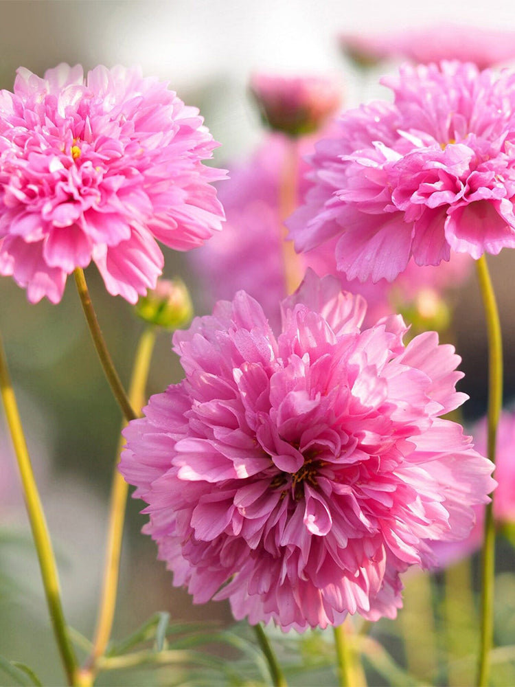 Double Pink Cosmos