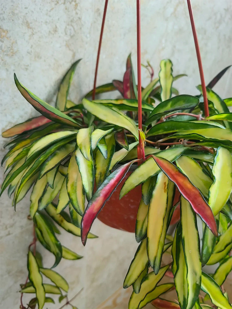 Hoya kentiana 'Variegata' Unrooted Stem Cuttings