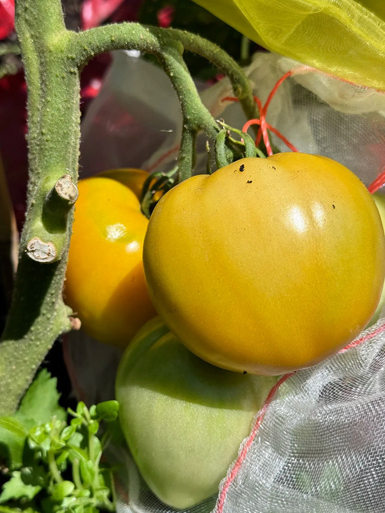 Sand-Rind Big Yellow Tomato