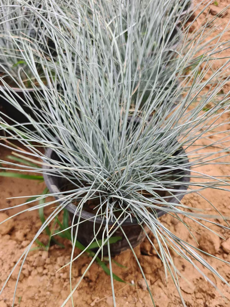 Festuca glauca
