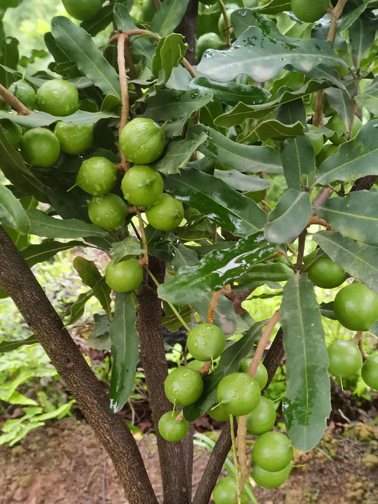 Macadamia Nut