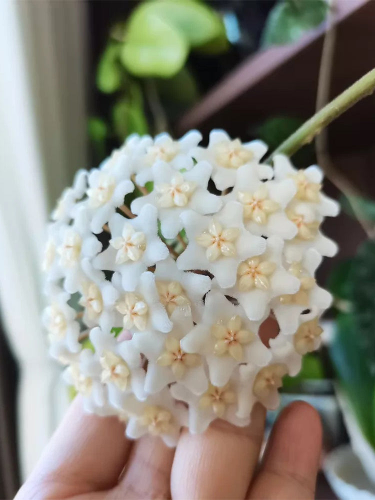 Hoya carnosa 'White Phoenix' Unrooted Stem Cuttings