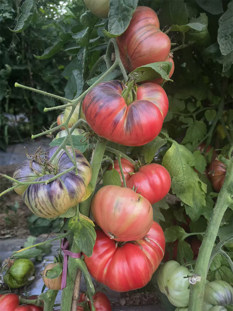 Crimson Long Skirt Tomato