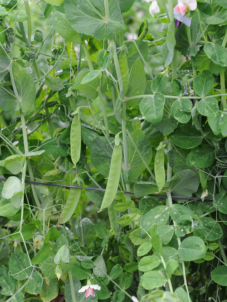 'Improved 604' Snow Pea