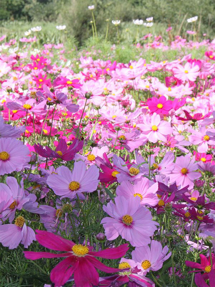 Hezhichun Mixed Color Cosmos