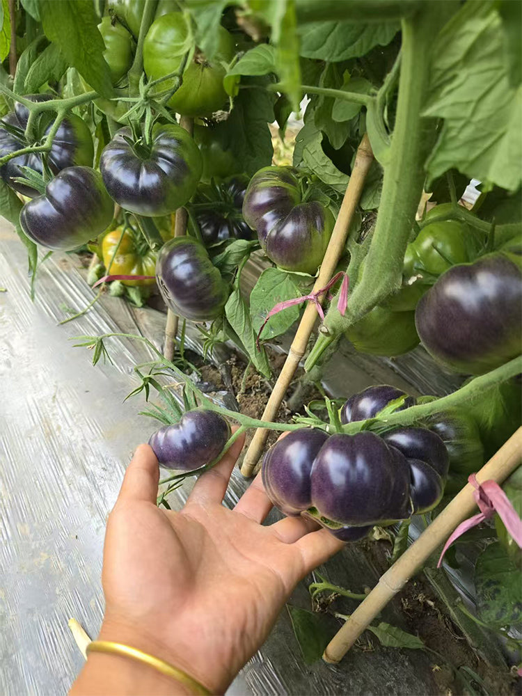 1025 Cosmic Trail F5 Tomato