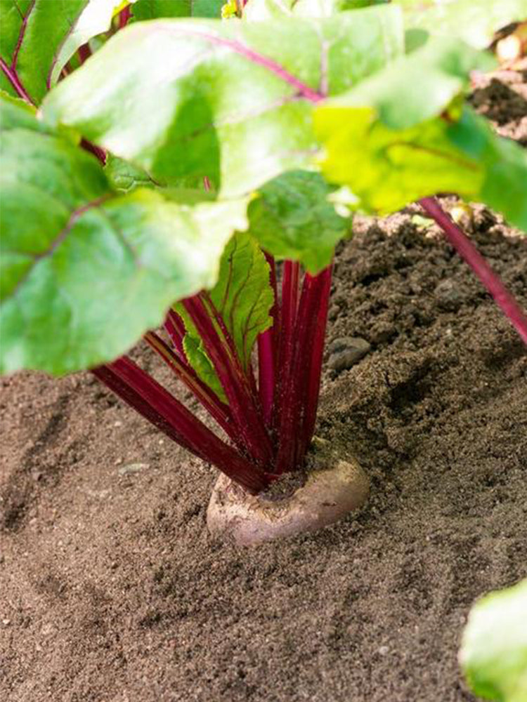 ALTO Long-shaped Red Garden Beet