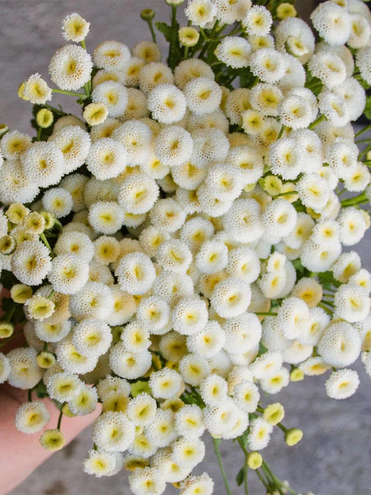 Feverfew 'Snowball'