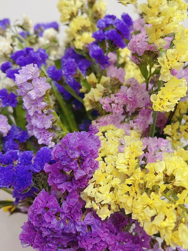 Mixed Wavyleaf Sea Lavender (Limonium sinuatum)