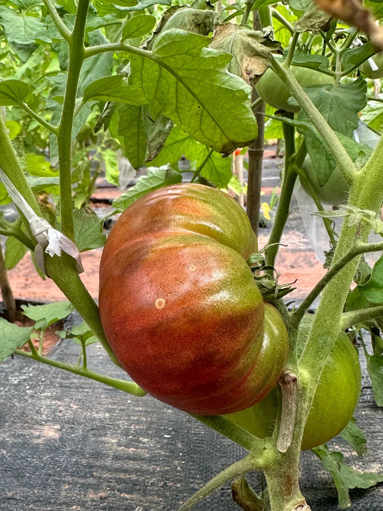 Cherokee Purple Tomato