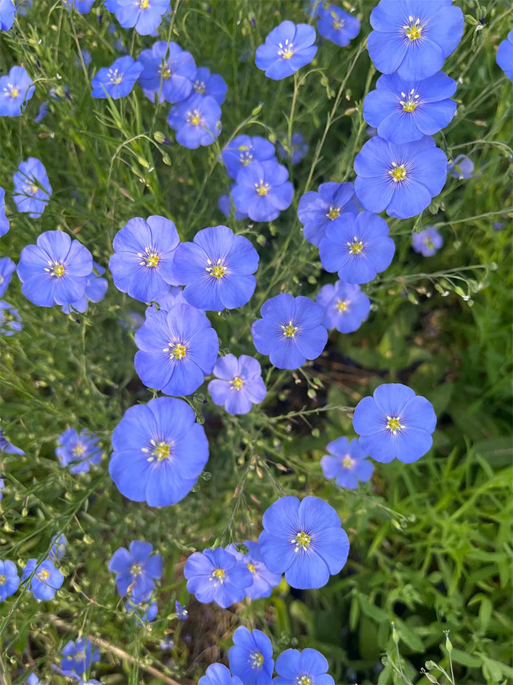 Blue Flax