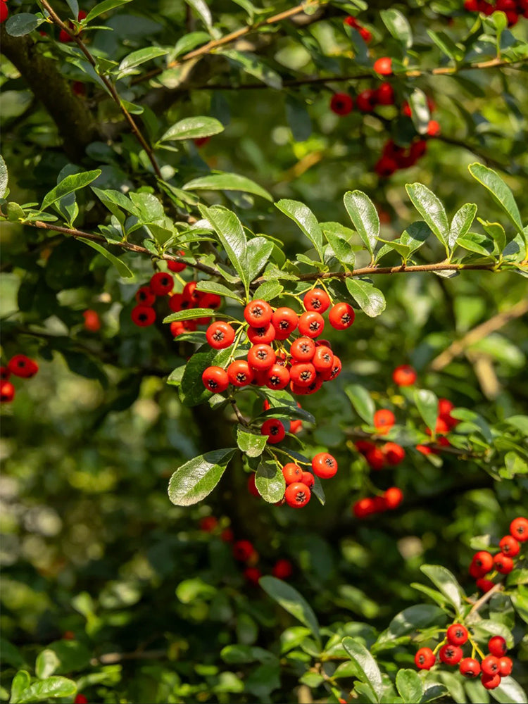 Red Firethorn