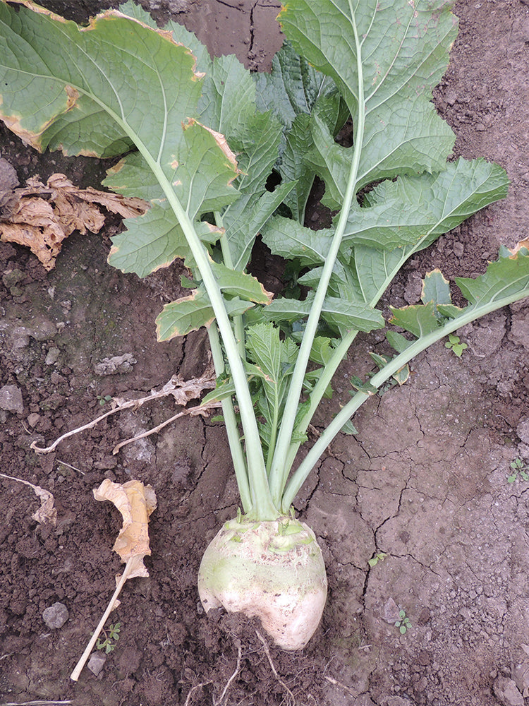 'Erdaomei' Root Mustard