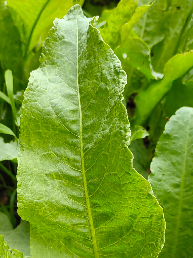 Broad Leaf Sorrel